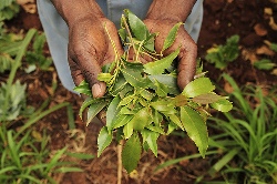 Pic by Neil Palmer (CIAT). Khat leaves. Pictures from the Mount Kenya region, for the Two Degrees Up project, to look at the impact of climate change on agriculture. For more information please contact n.palmer@cgiar.org